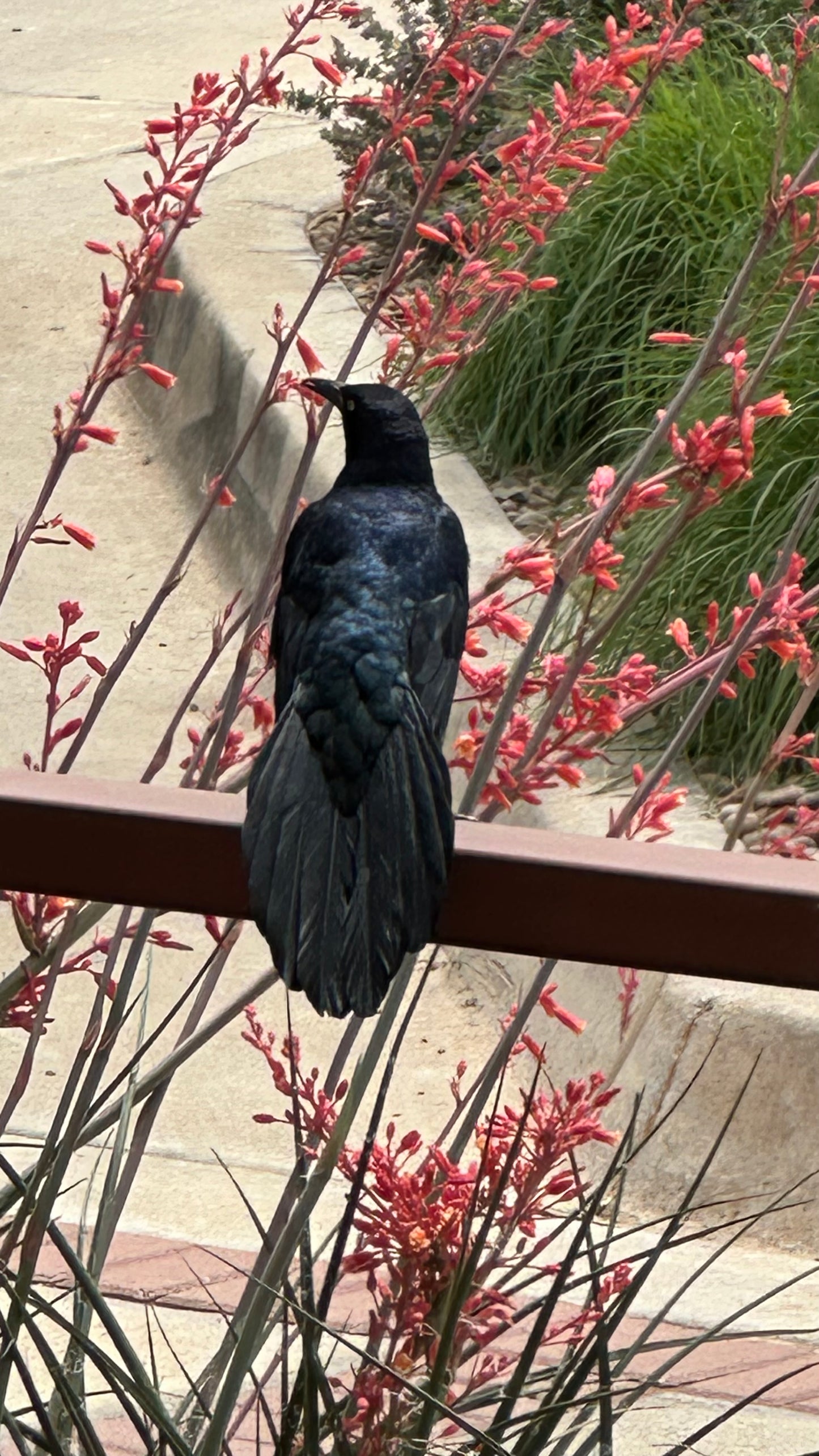 Crow Treasure Intentions Scoop (Scoops) Hot Goth Summer Mixed In