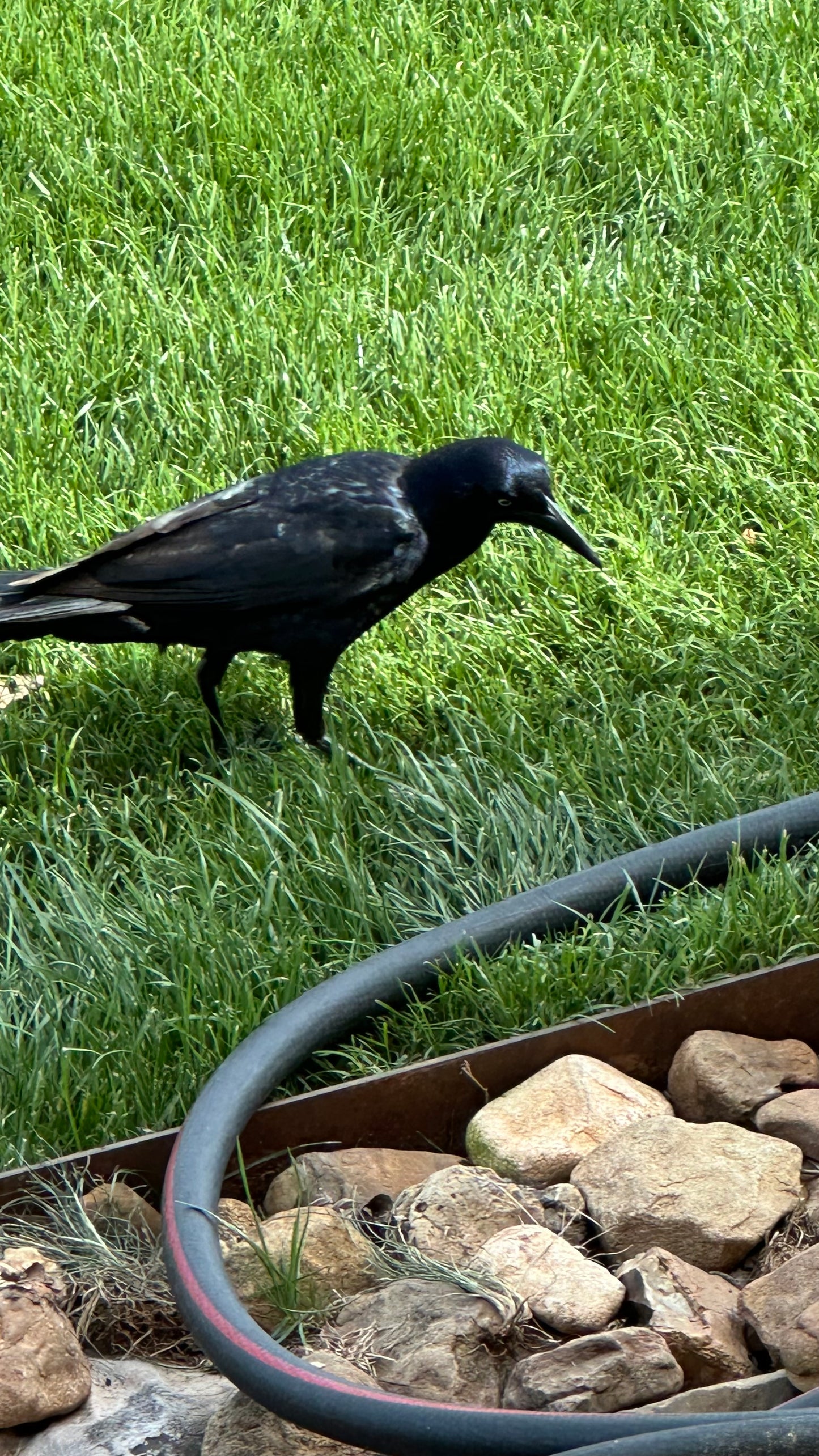 Crow Treasure Intentions Scoop (Scoops) Hot Goth Summer Mixed In